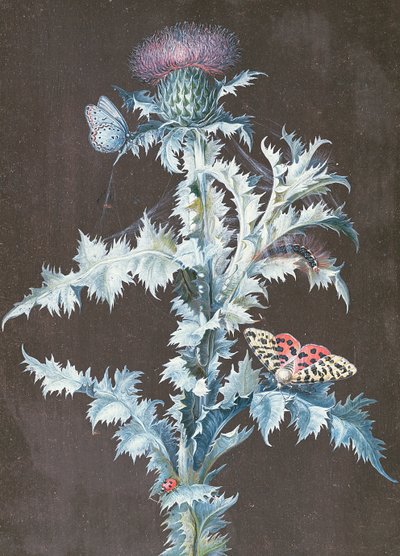 Still Life of a Thistle by Barbara Regina Dietzsch